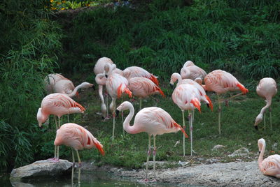 Birds in lake