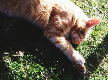 High angle view of dog relaxing on grass