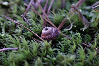 Close-up of a rabbit on field