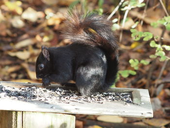 Close-up of monkey