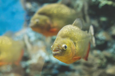 Close-up of fish swimming