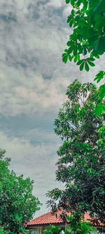 Low angle view of trees and plants against sky