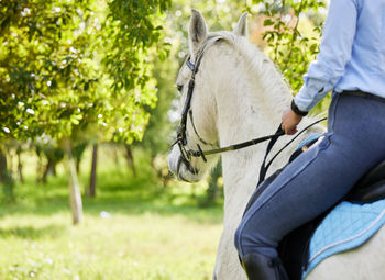 Horse standing on field