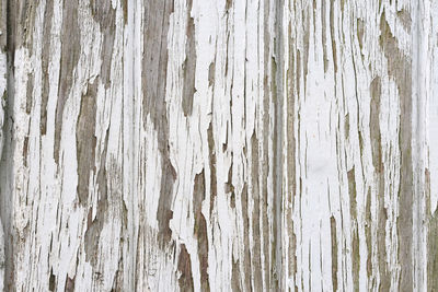 Full frame shot of tree trunk