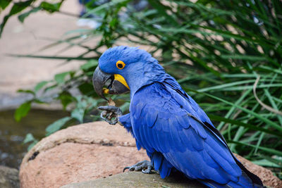 Close-up of blue parrot perching on plant