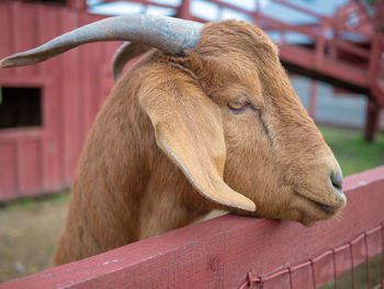 Close-up of a horse