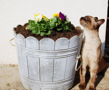 Close-up of cat by potted plant