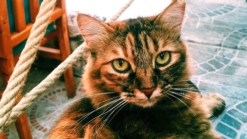 Close-up portrait of cat by outdoors