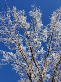 Low angle view of bare trees against blue sky