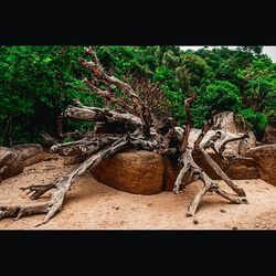 Close-up of tree stump