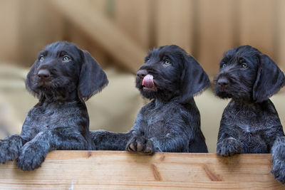 Close-up of black puppies on wood