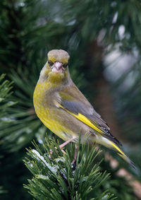 Close-up of bird perching on tree