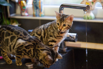 Close-up of a cat at home