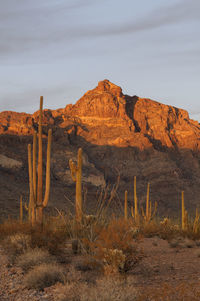 Cactus in desert against sky