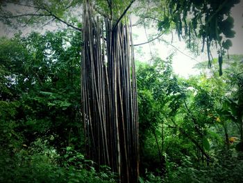 Low angle view of trees in forest