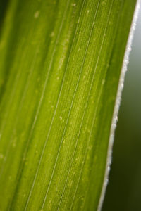 Close-up of leaf