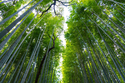 Low angle view of bamboo trees in forest