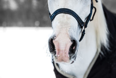 Close-up of a horse