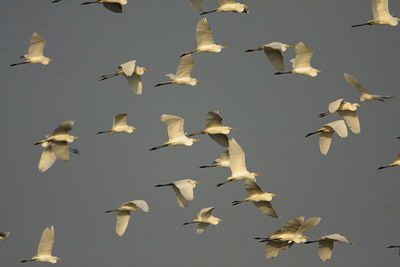 Low angle view of birds flying