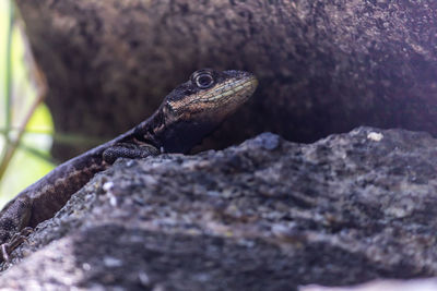 Close-up of lizard on rock