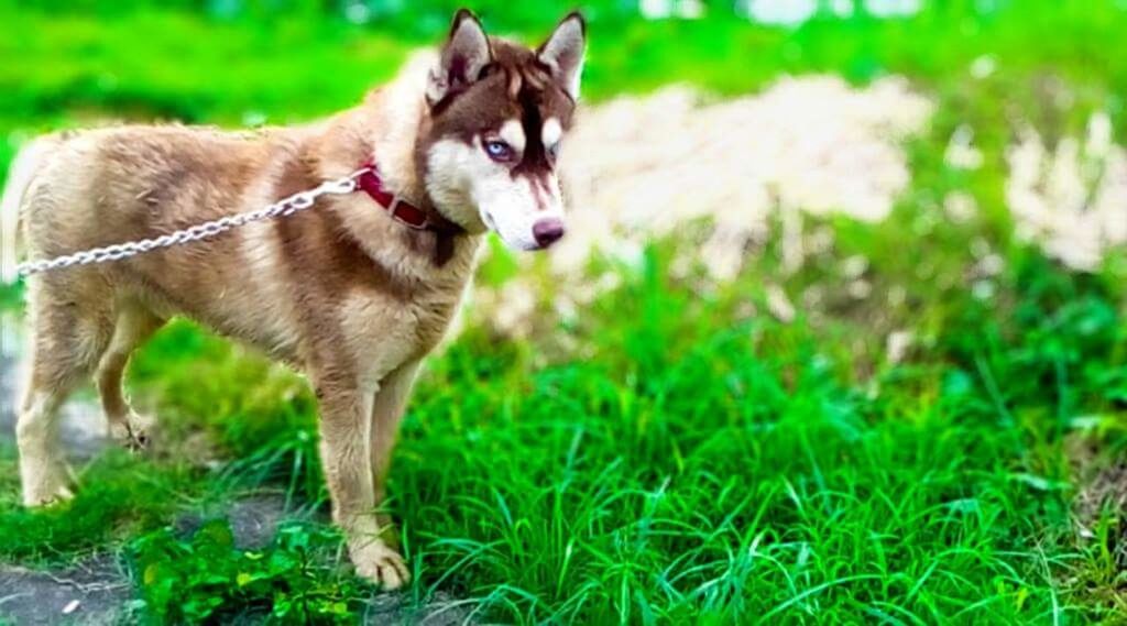 animal themes, one animal, grass, domestic animals, pets, outdoors, day, mammal, dog, green color, standing, no people, full length, nature, portrait