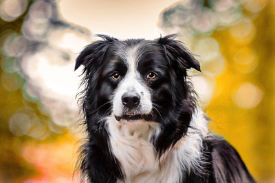 Close-up portrait of dog