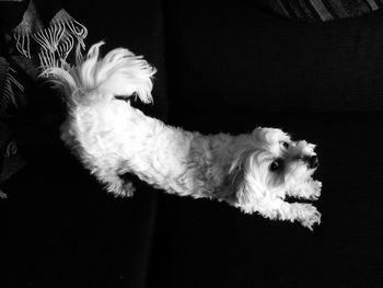 Dog resting on tiled floor