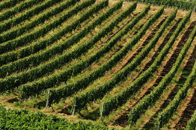 High angle view of vineyard