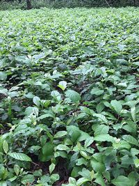 Close-up of plants growing on field