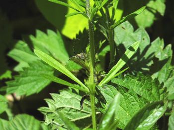 Close-up of plant