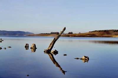 View of birds on lake against clear sky