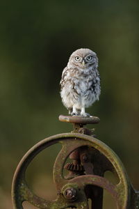 A little owl on a water valve wheel