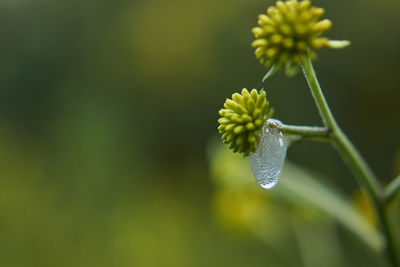 Close-up of flowering plant