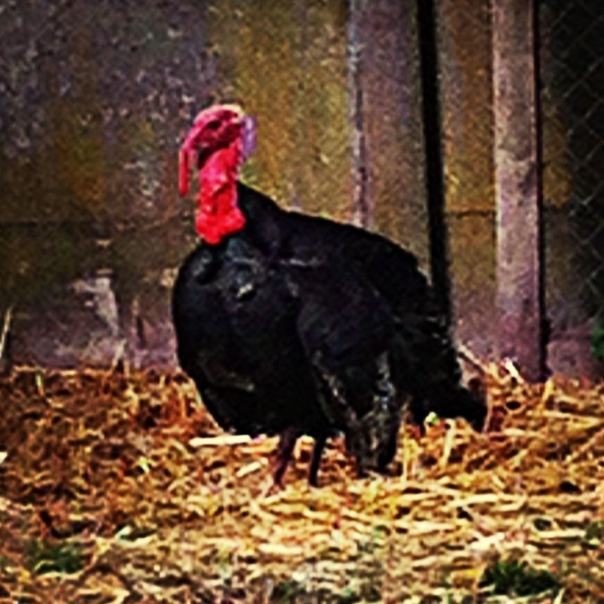 animal themes, one animal, bird, animals in the wild, wildlife, domestic animals, water, livestock, red, standing, black color, pond, nature, day, full length, lake, outdoors, reflection, selective focus, chicken - bird