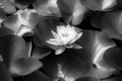 Close-up of water lily blooming outdoors