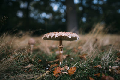 Close-up of mushroom on field