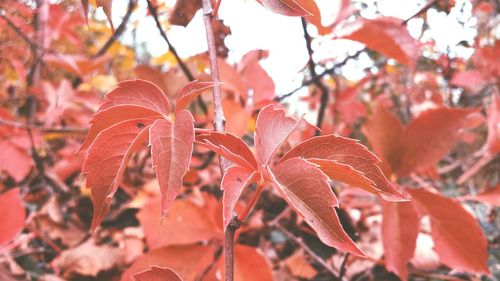 Close-up of leaves on plant