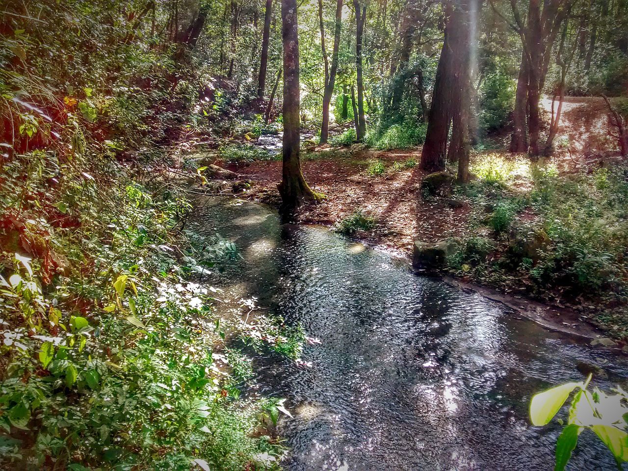 water, tree, forest, tranquility, growth, beauty in nature, nature, tranquil scene, stream, plant, scenics, green color, sunlight, grass, idyllic, non-urban scene, river, day, outdoors, reflection