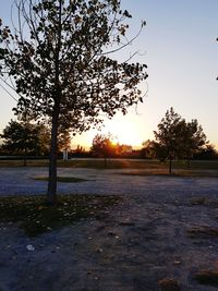 Trees on landscape against clear sky at sunset