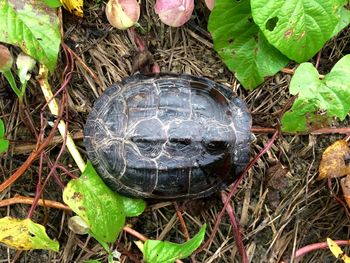 High angle view of a reptile on a field