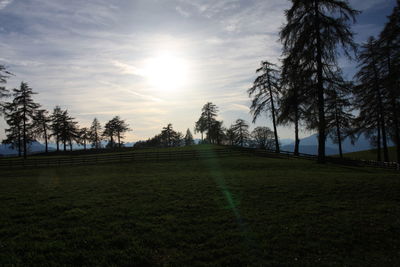 Trees on field against sky