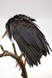 Low angle view of bird perching on branch against sky