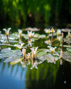 Close-up of flowering plant against lake