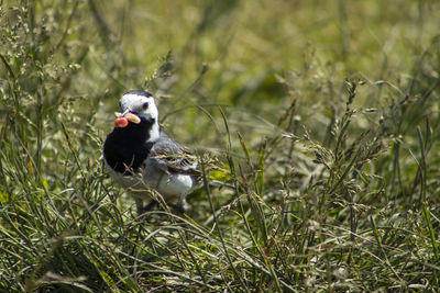 Bird perching on a field