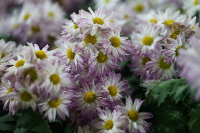 Close-up of flowering plants