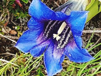 High angle view of blue flower on field