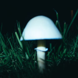 Close-up of white mushrooms on field