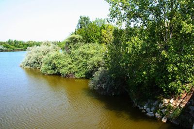 Trees by river against sky