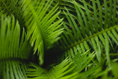 Close-up of fern leaves