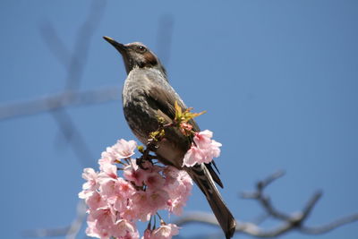 Low angle view of a bird perching on flower
